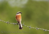 WildLife Photos of Birds, Shrikes, Red-backed Shrike, Lanius collurio